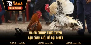 Đá Gà Online Trực Tuyến: Cận Cảnh Siêu Kê Đại Chiến