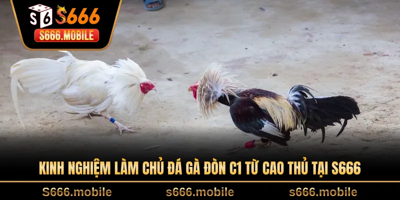 Kinh nghiệm làm chủ đá gà đòn C1 từ cao thủ tại S666